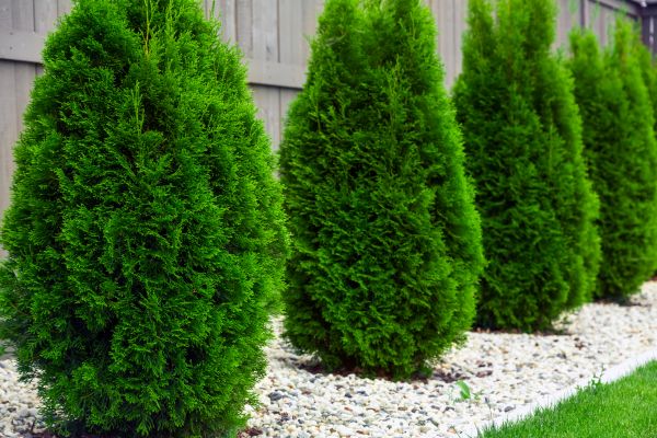 Arborvitae Planting in Sun City