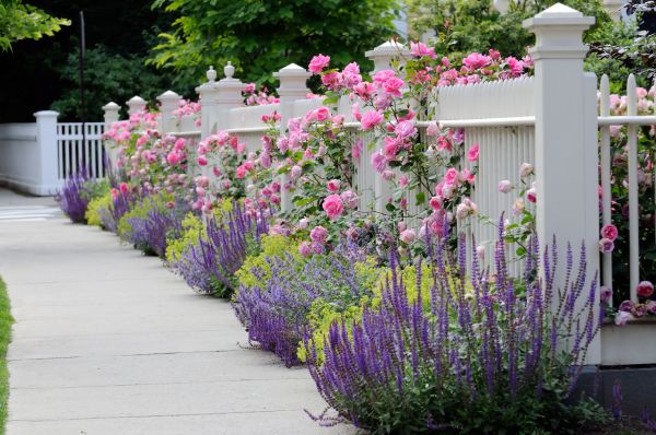 Garden Handyman Service in Sun City