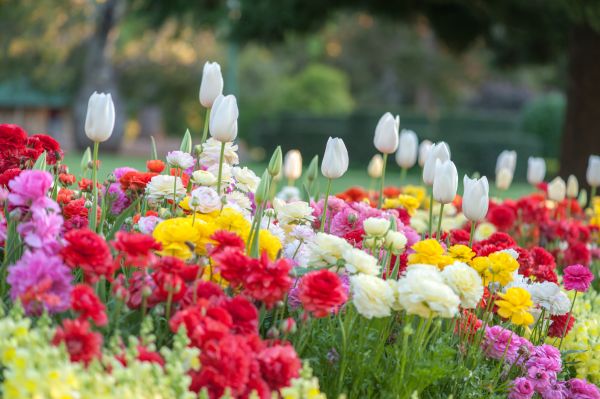 Gardening Service in Sun City