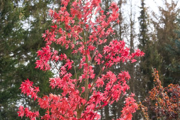 Japanese Maple Planting in Sun City