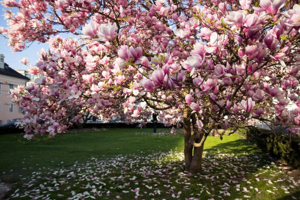 Magnolia Tree Planting in Sun City