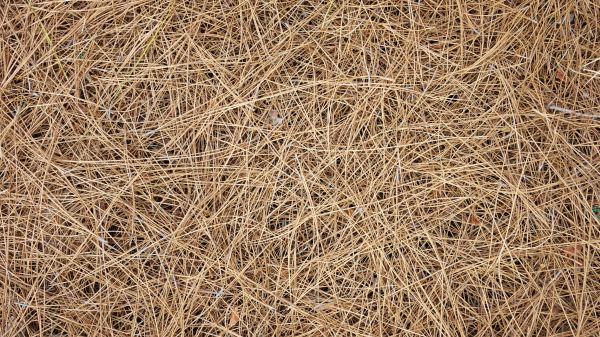 Pine Needles Delivery in Sun City