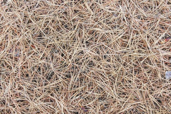 Pine Straw Installation in Sun City