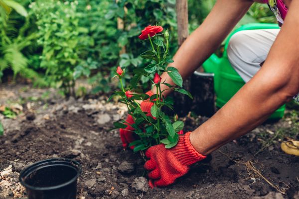 Planting Service in Sun City