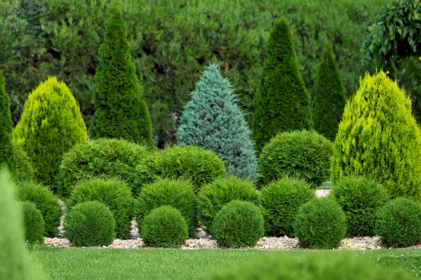 Shrub Replacement in Sun City