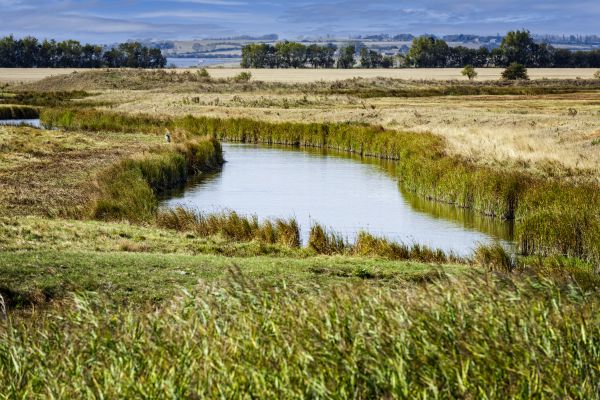 Swale Landscaping in Sun City