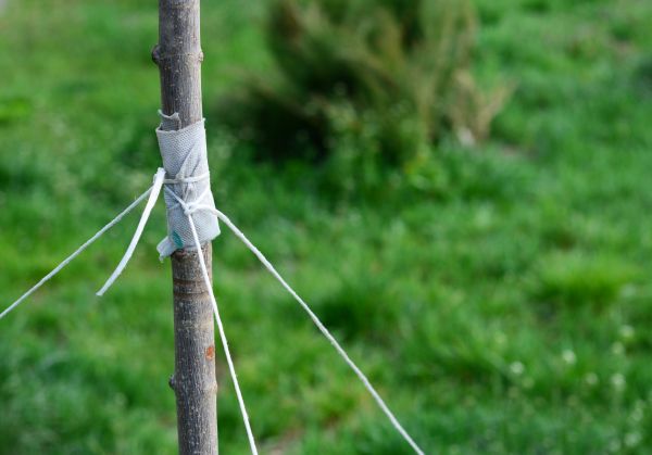 Tree Staking Service in Sun City