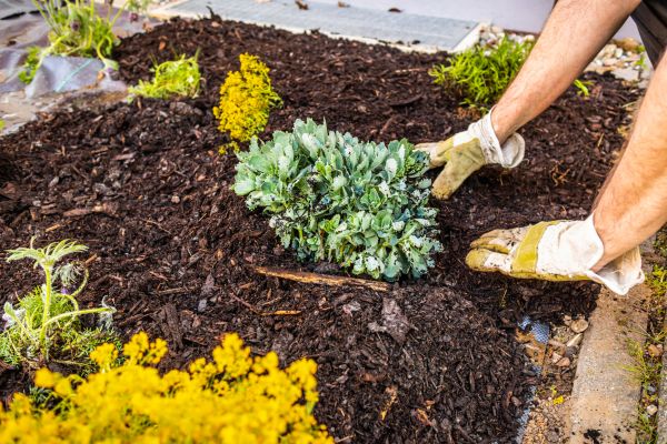 Weeding And Mulching in Sun City