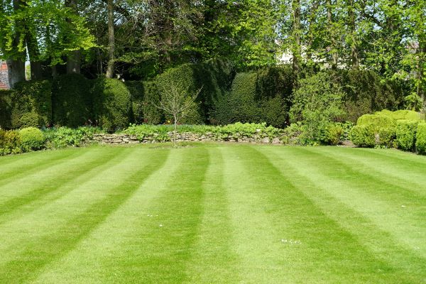 Lawn Renovation in Sun City