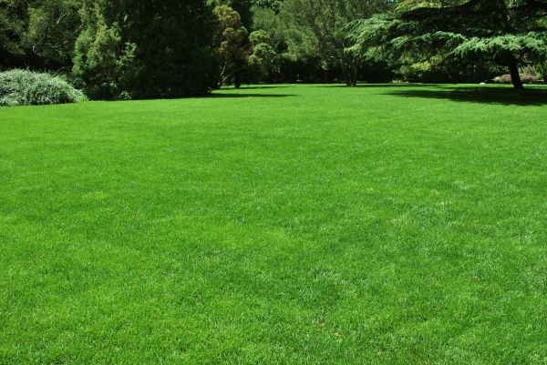 Lawn Landscaping in Sun City