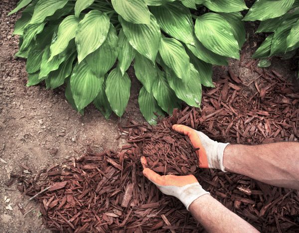 Shredded Mulch Service in Sun City