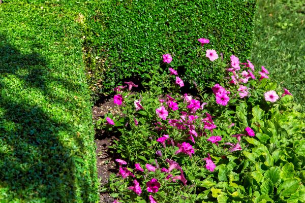 Softscaping Service in Sun City