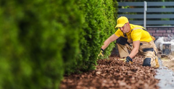 Cypress Mulch Installation in Sun City