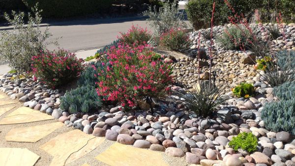 Xeriscape Landscaping in Sun City