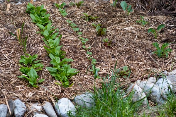 Mulch Service in Sun City