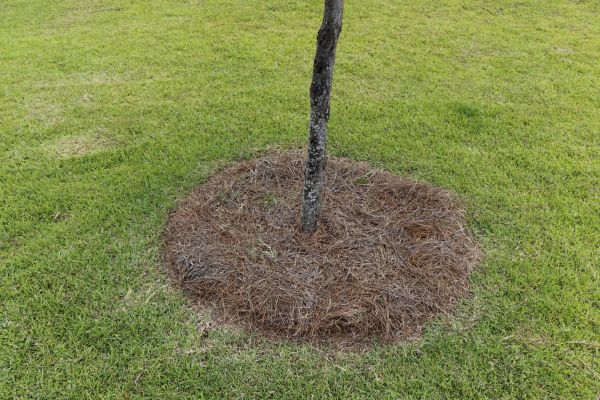 Pine Straw Spreading in Sun City