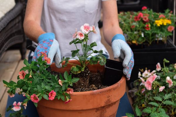 Plant Care Service in Sun City