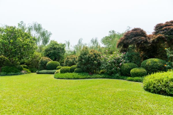 Tree Landscaping in Sun City