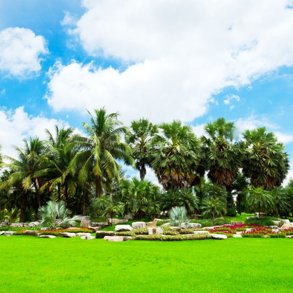Tropical Landscaping in Sun City