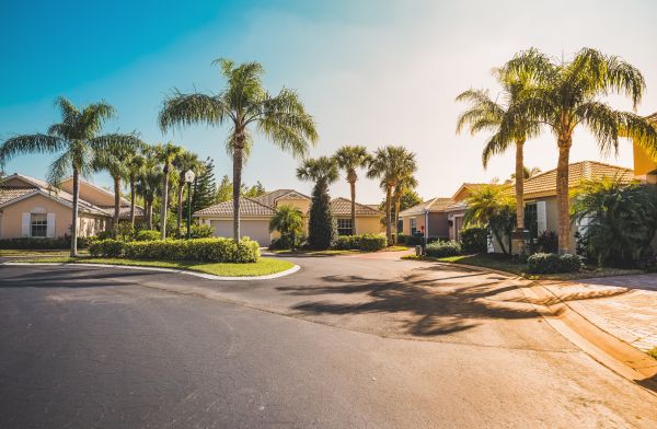 Palm Tree Landscaping in Sun City