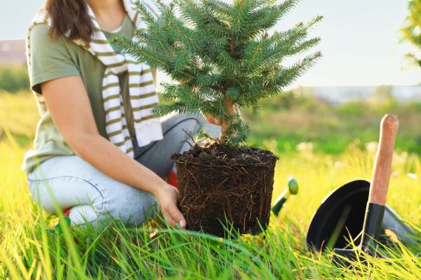 Spruce Tree Planting in Sun City