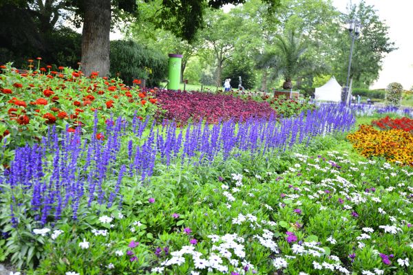 Perennials Planting in Sun City
