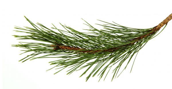 Pine Needles Installation in Sun City