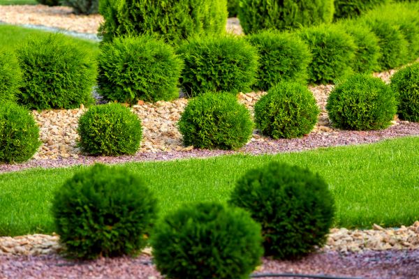 Bush Installation in Sun City