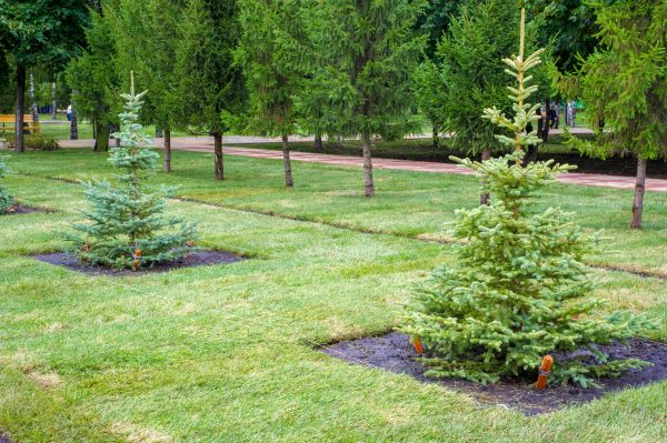 Privacy Trees Planting in Sun City