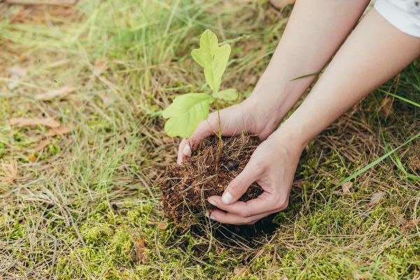 Oak Tree Planting in Sun City