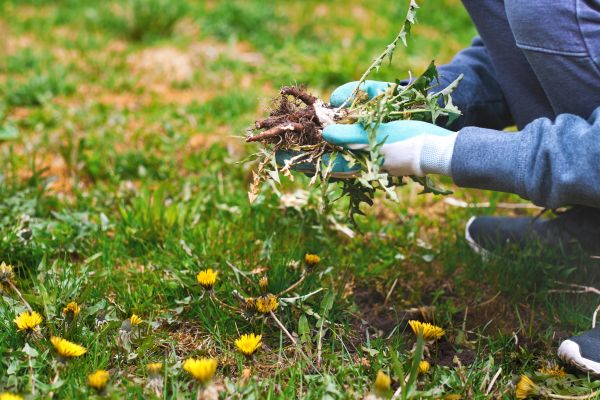 Flower Bed Clearing in Sun City