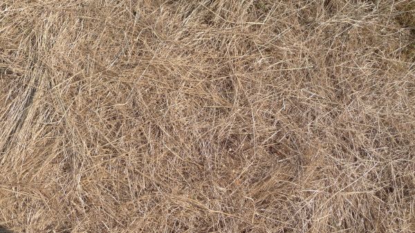 Pine Straw Replacement in Sun City