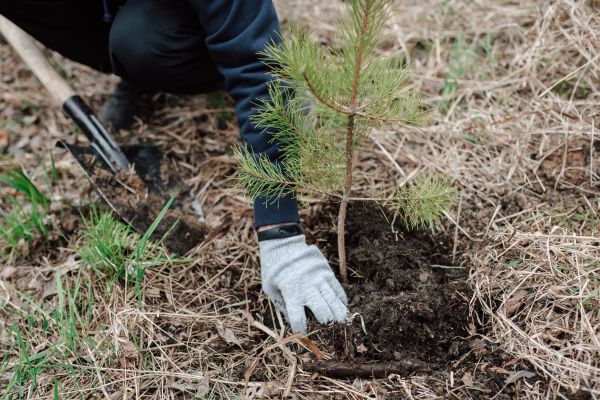 Pine Tree Planting in Sun City
