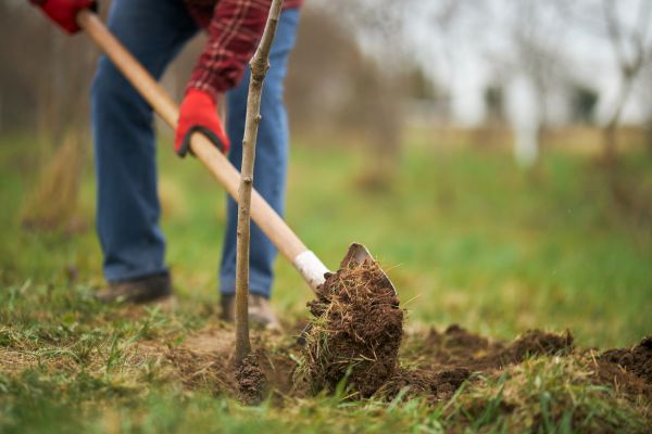 Trees Planting in Sun City