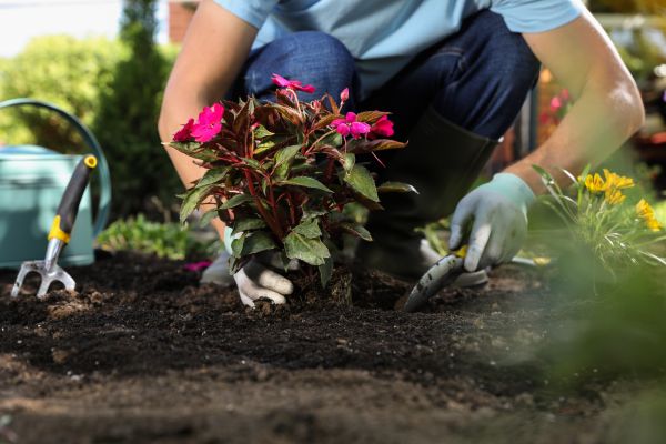 Plant Replacement in Sun City