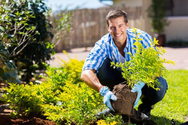 Shrub Landscaping in Sun City
