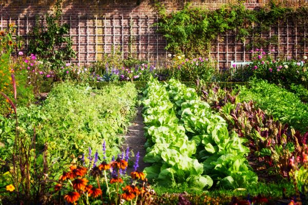 Garden Planting Service in Sun City