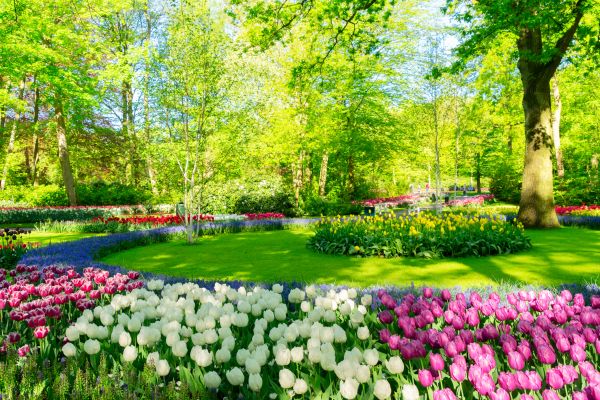 Flower Landscaping in Sun City
