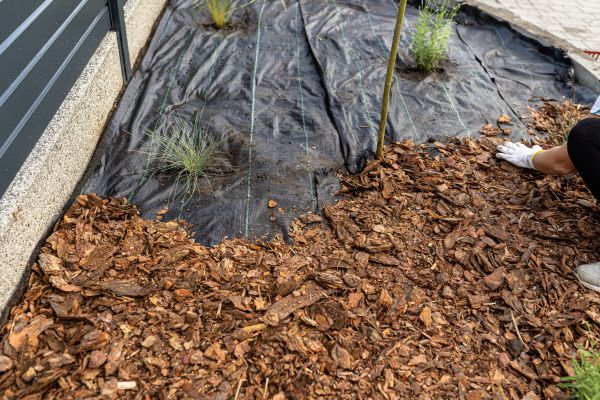 Pine Bark Spreading in Sun City