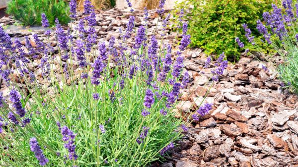 Pine Bark Landscaping in Sun City