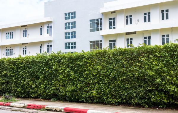 Privacy Landscaping in Sun City