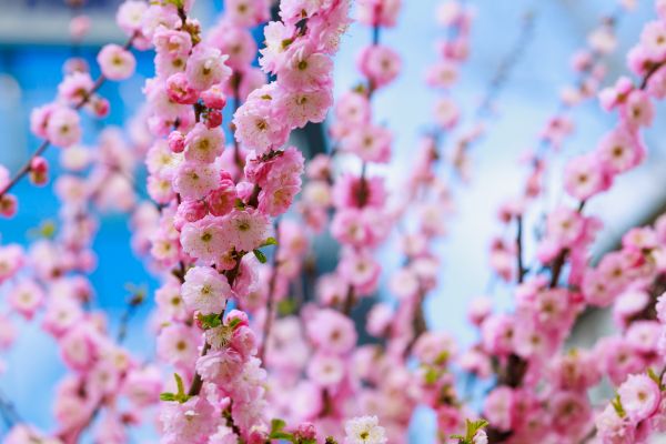 Japanese Cherry Tree Planting in Sun City
