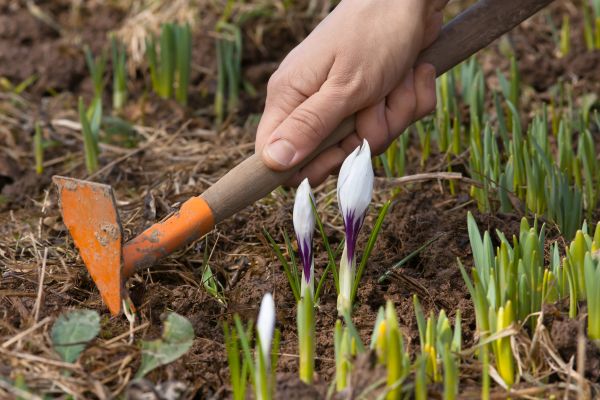 Flower Garden Weeding in Sun City