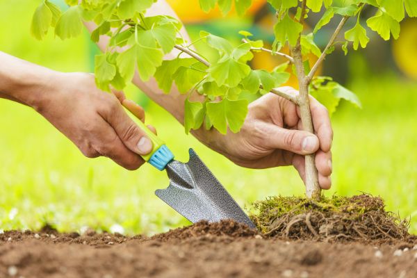 Fruit Tree Planting in Sun City