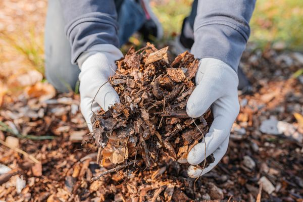 Shredded Mulch Installation in Sun City