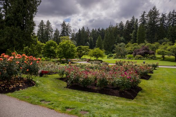 Flower Garden Landscaping in Sun City