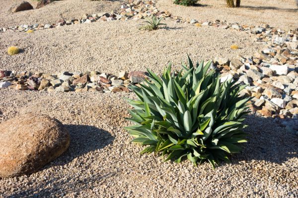Xeriscaping Service in Sun City