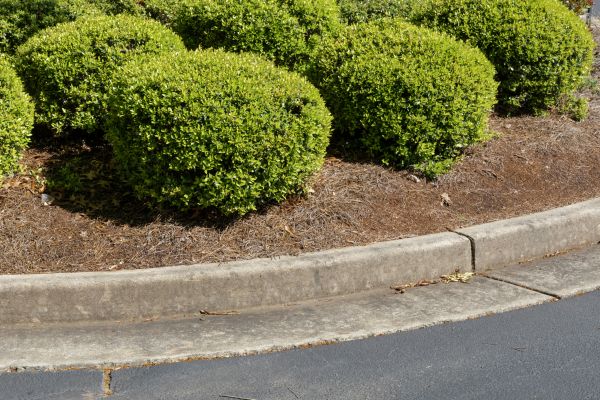Pine Mulch Installation in Sun City