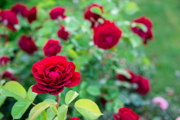 Rose Planting in Sun City