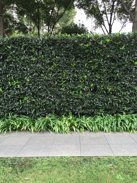 Privacy Shrub Planting in Sun City